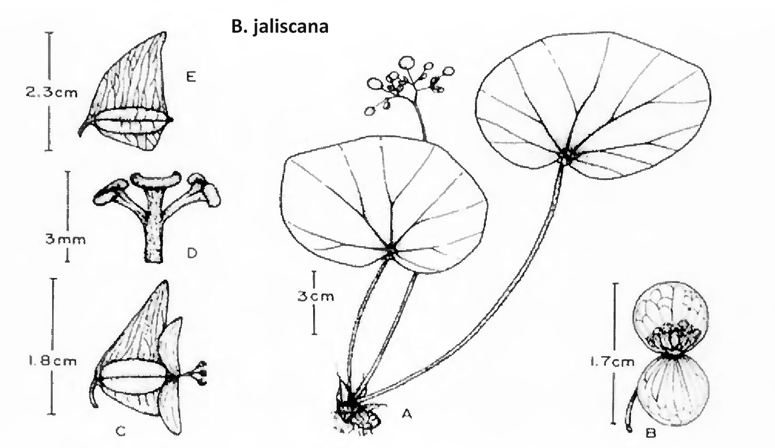 B. jaliscana